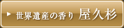 世界遺産の香り　屋久杉